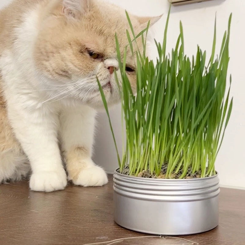 猫草
