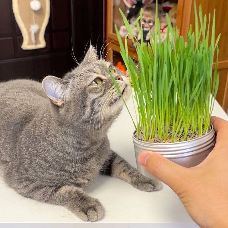 猫草